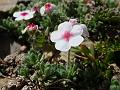 Baltistan Rock Jasmine